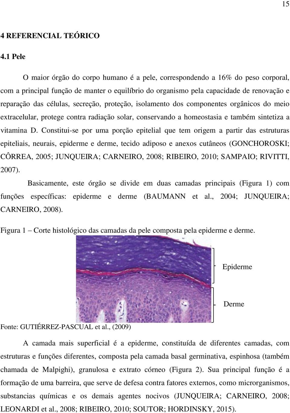 secreção, proteção, isolamento dos componentes orgânicos do meio extracelular, protege contra radiação solar, conservando a homeostasia e também sintetiza a vitamina D.