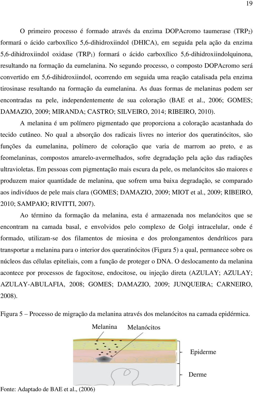 No segundo processo, o composto DOPAcromo será convertido em 5,6-dihidroxiindol, ocorrendo em seguida uma reação catalisada pela enzima tirosinase resultando na formação da eumelanina.