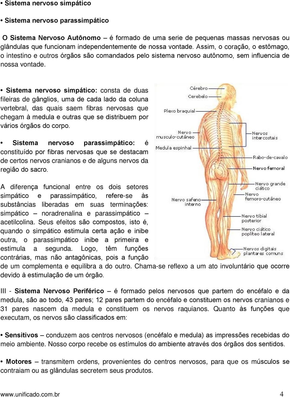 Sistema nervoso simpático: consta de duas fileiras de gânglios, uma de cada lado da coluna vertebral, das quais saem fibras nervosas que chegam à medula e outras que se distribuem por vários órgãos