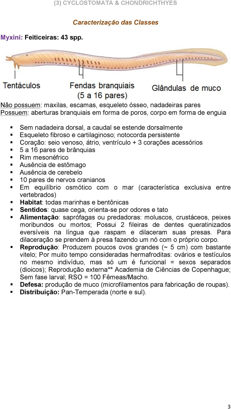 estende dorsalmente Esqueleto fibroso e cartilaginoso; notocorda persistente Coração: seio venoso, átrio, ventrículo + 3 corações acessórios 5 a 16 pares de brânquias Rim mesonéfrico Ausência de