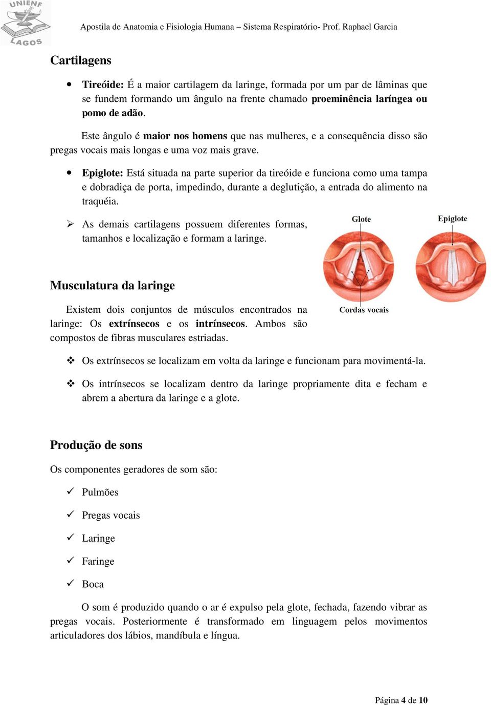 Epiglote: Está situada na parte superior da tireóide e funciona como uma tampa e dobradiça de porta, impedindo, durante a deglutição, a entrada do alimento na traquéia.