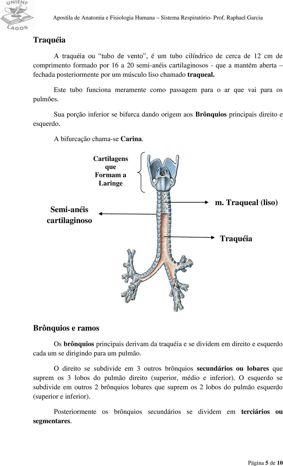 A bifurcação chama-se Carina. Cartilagens que Formam a Laringe Semi-anéis cartilaginoso s m.