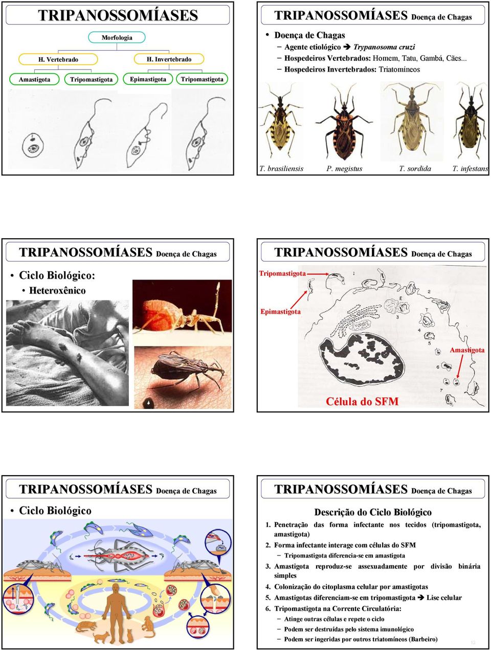 .. Hospedeiros Invertebrados: Triatomíneos 7 T. brasiliensis P. megistus T. sordida sordida T. T. infestans 8 Ciclo Biológico: Heteroxênico Tripomastigota Epimastigota Amastigota 9 Célula do SFM 10 Ciclo Biológico 11 Descrição do Ciclo Biológico 1.