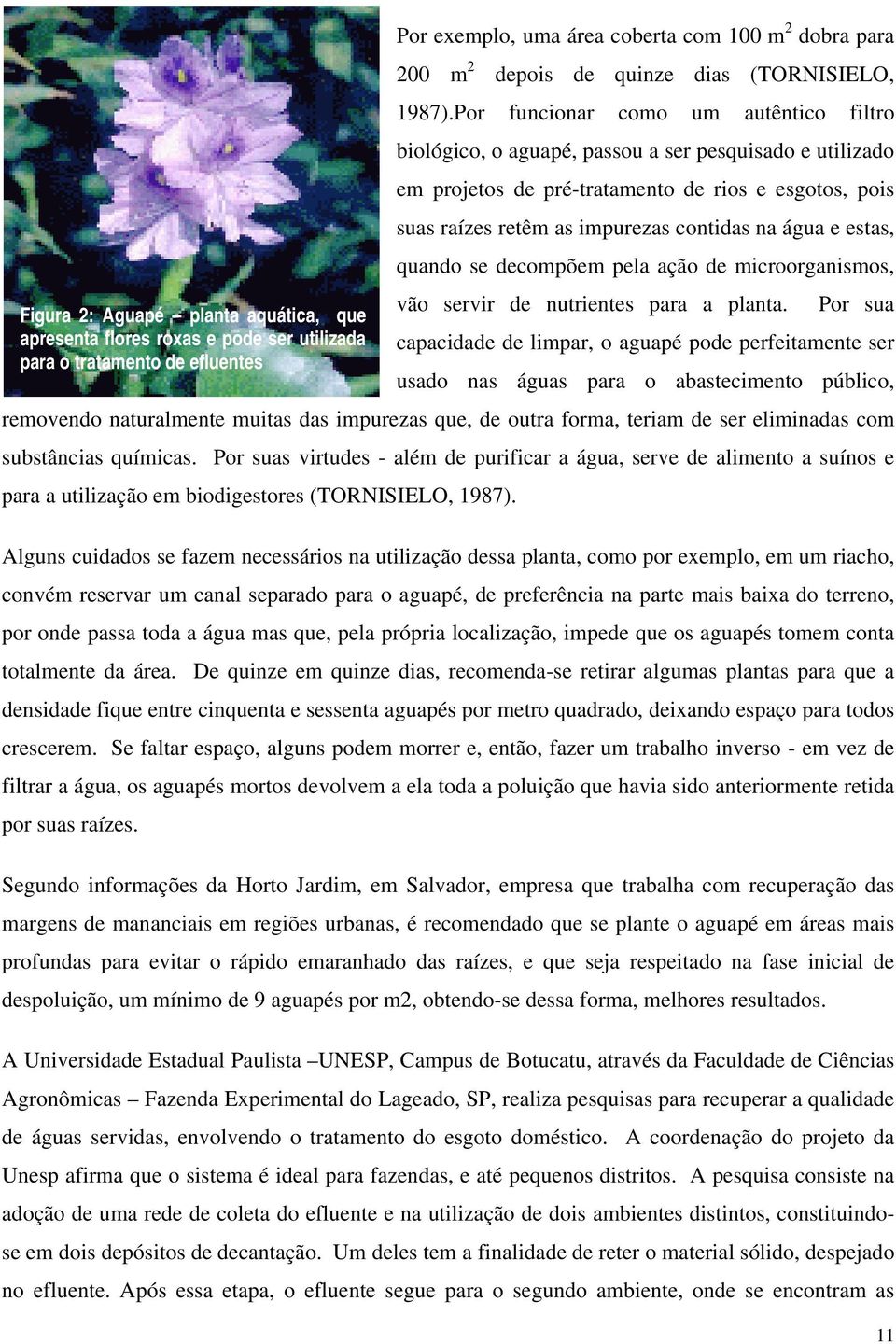 estas, quando se decompõem pela ação de microorganismos, vão servir de nutrientes para a planta.