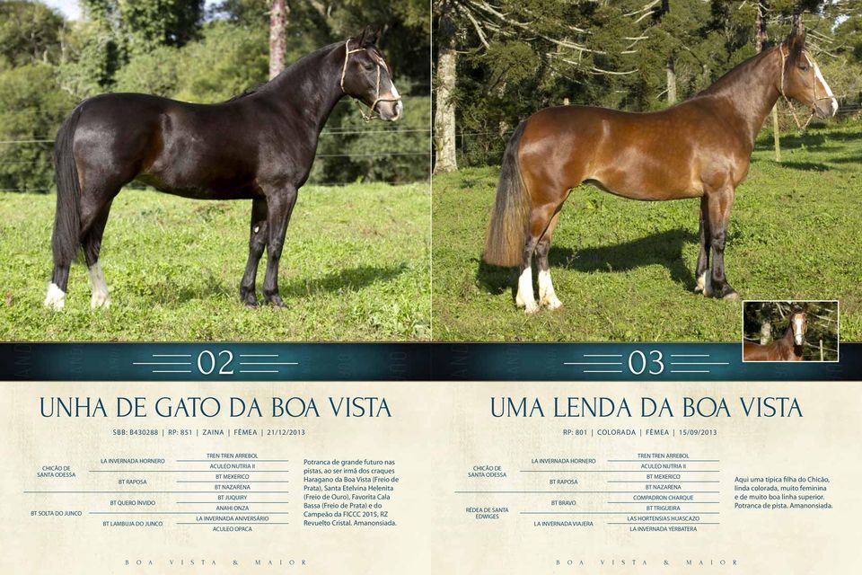 craques Haragano da Boa Vista (Freio de Prata), Santa Etelvina Helenita (Freio de Ouro), Favorita Cala Bassa (Freio de Prata) e do Campeão da FICCC 2015, RZ Revuelto Cristal. Amanonsiada.