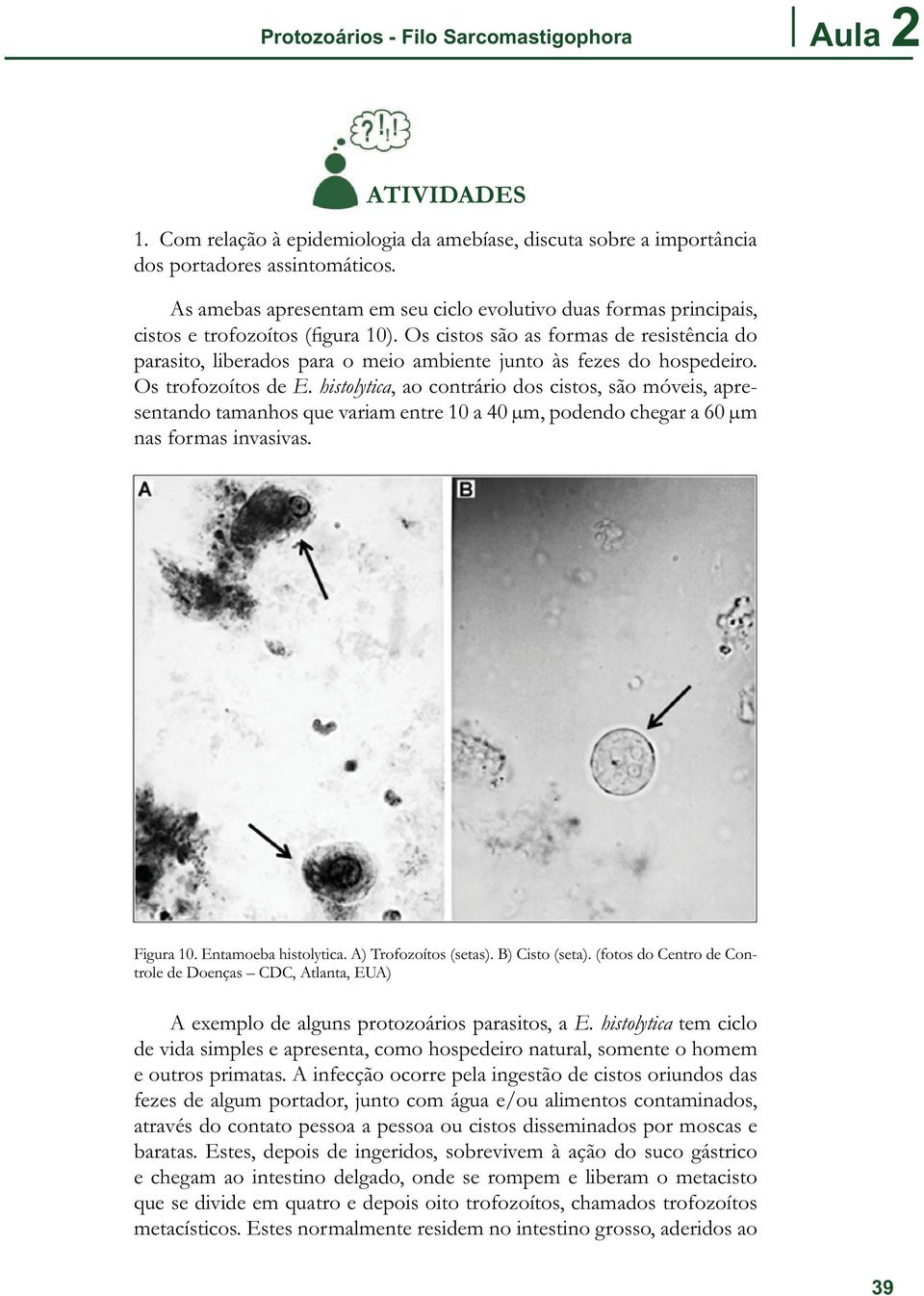 Os cistos são as formas de resistência do parasito, liberados para o meio ambiente junto às fezes do hospedeiro. Os trofozoítos de E.