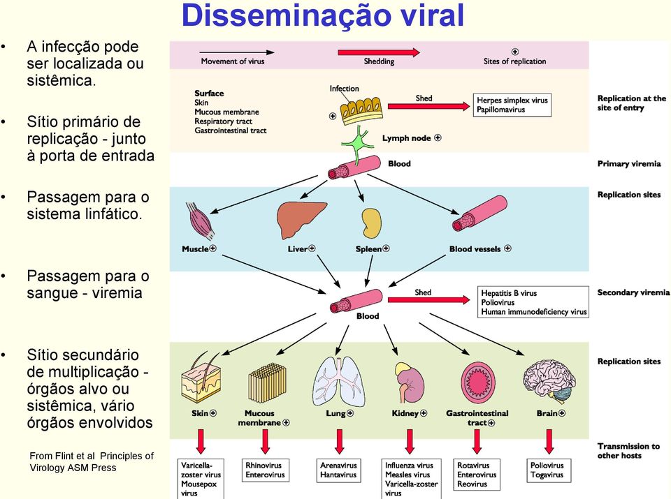 Passagem para o sistema linfático.