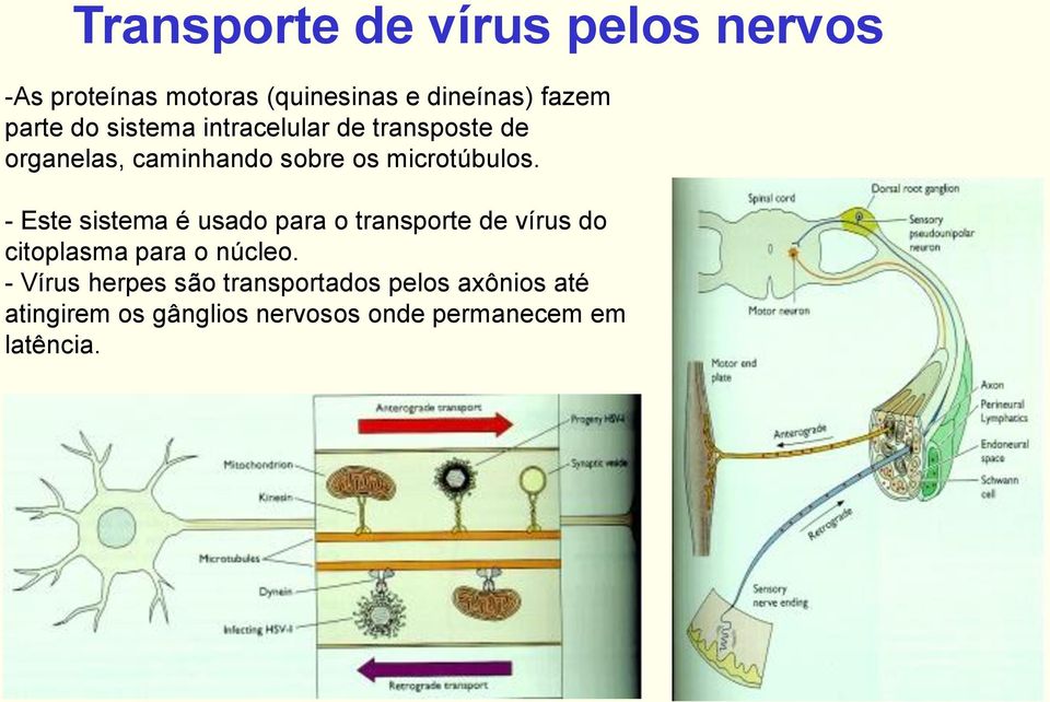 - Este sistema é usado para o transporte de vírus do citoplasma para o núcleo.