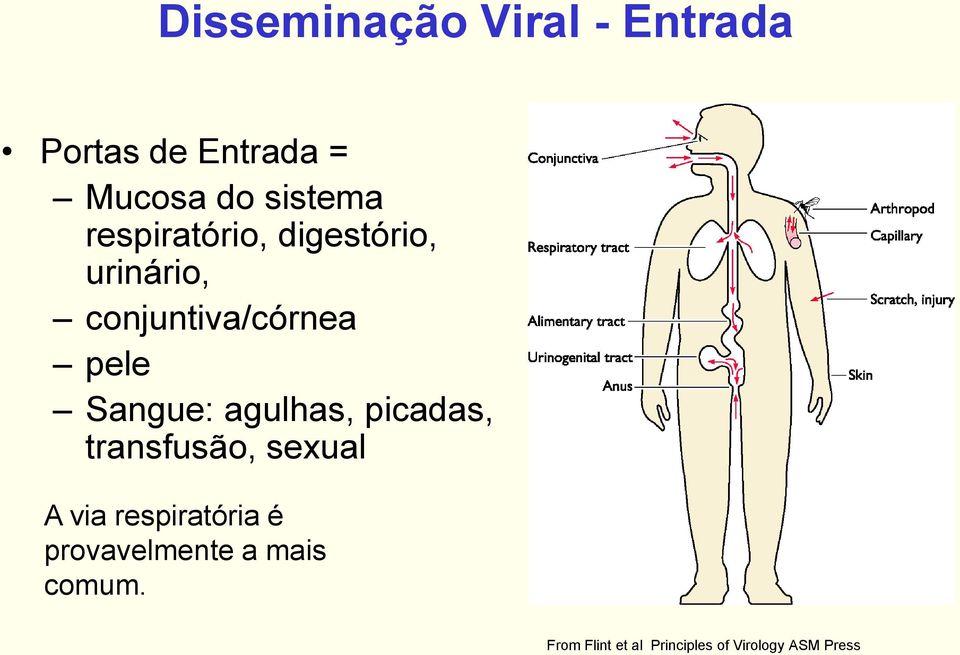 agulhas, picadas, transfusão, sexual A via respiratória é