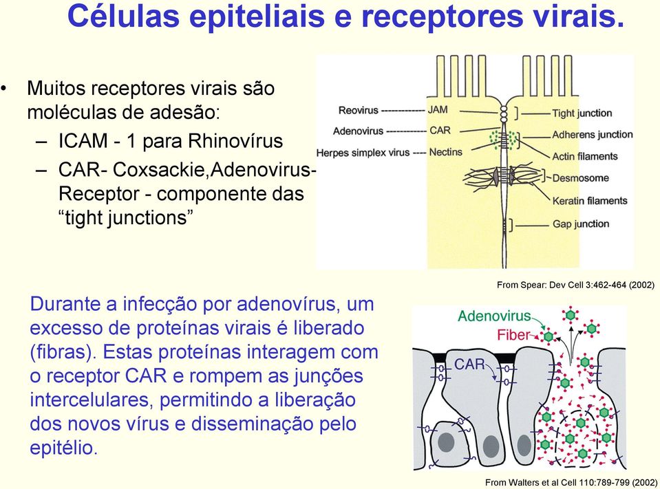 das tight junctions Durante a infecção por adenovírus, um excesso de proteínas virais é liberado (fibras).