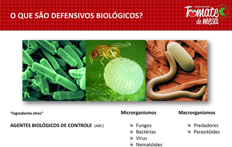 CONTROLE (ABC) Microrganismos Fungos