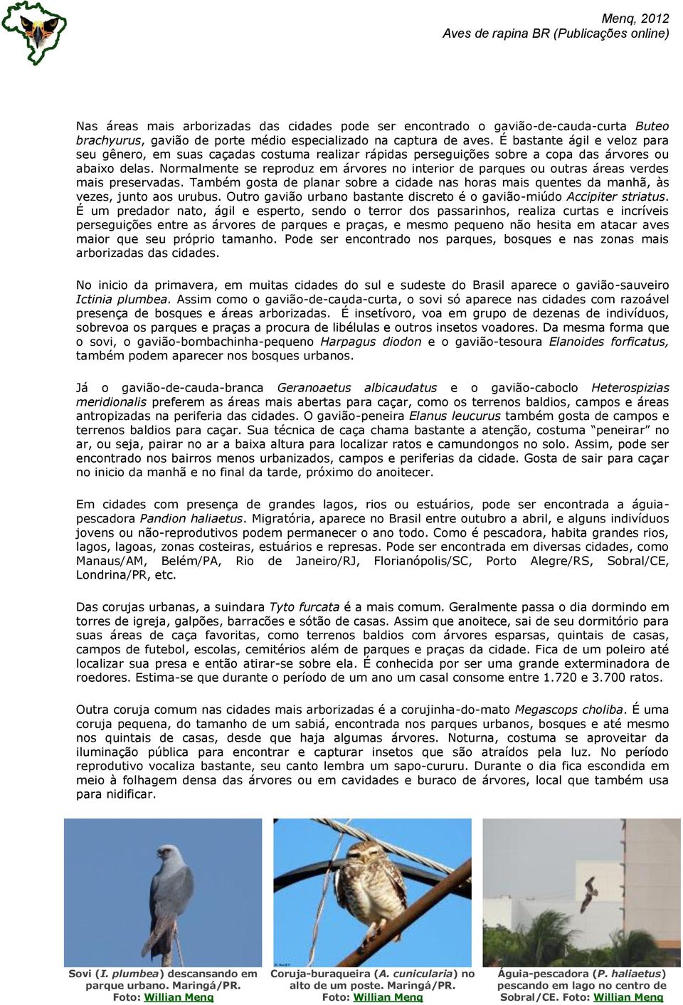 Normalmente se reproduz em árvores no interior de parques ou outras áreas verdes mais preservadas. Também gosta de planar sobre a cidade nas horas mais quentes da manhã, às vezes, junto aos urubus.