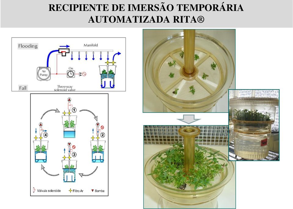 TEMPORÁRIA