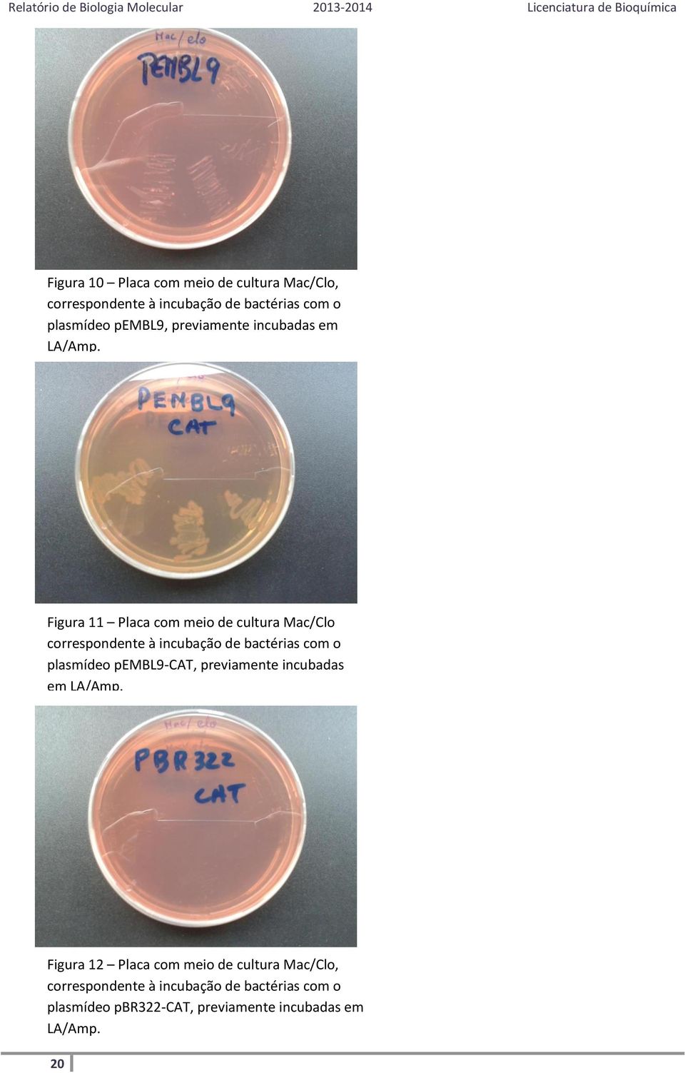 Figura 11 Placa com meio de cultura Mac/Clo correspondente à incubação de bactérias com o plasmídeo