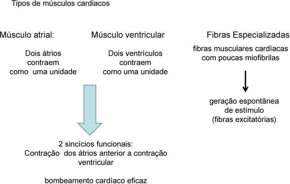 musculares cardíacas com poucas miofibrilas geração espontânea de estímulo (fibras