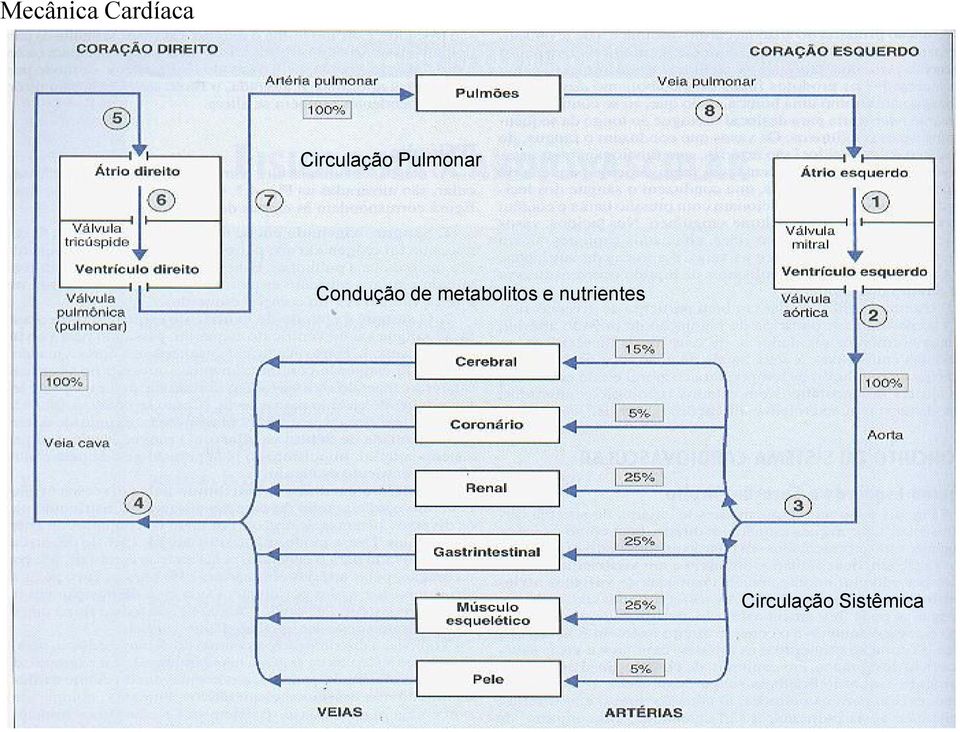 Condução de metabolitos