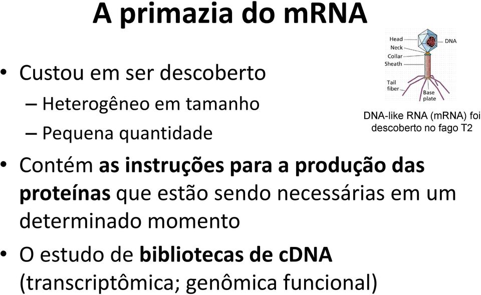 sendo necessárias em um determinado momento O estudo de bibliotecas de cdna