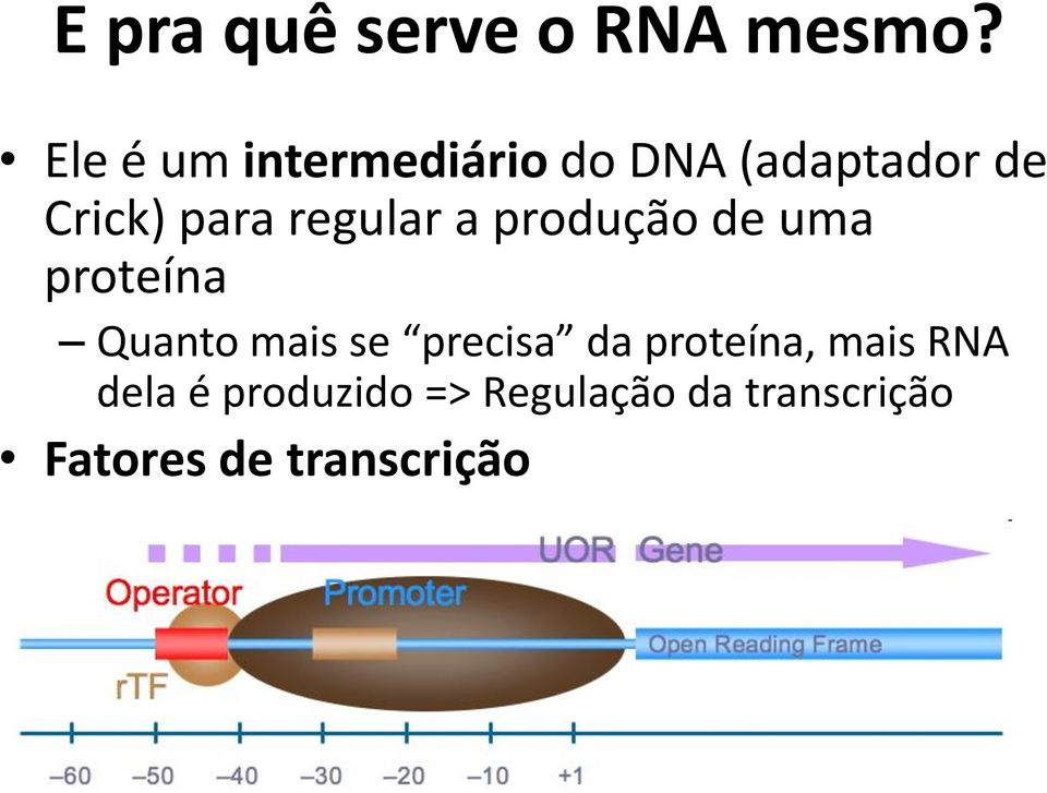 regular a produção de uma proteína Quanto mais se precisa