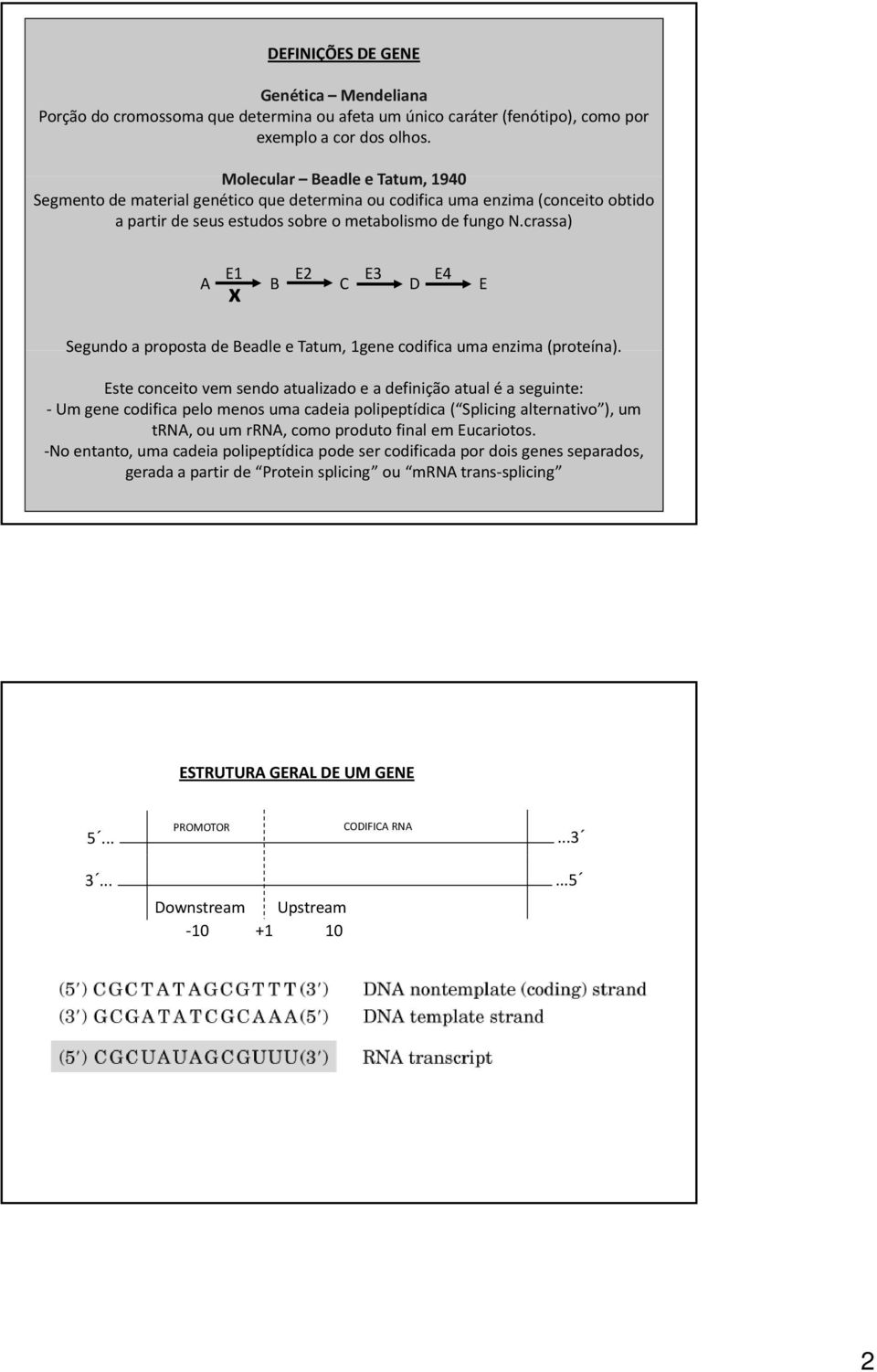 crassa) E1 E2 E3 E4 A B C D E x Segundo a proposta de Beadle e Tatum, 1gene codifica uma enzima (proteína).