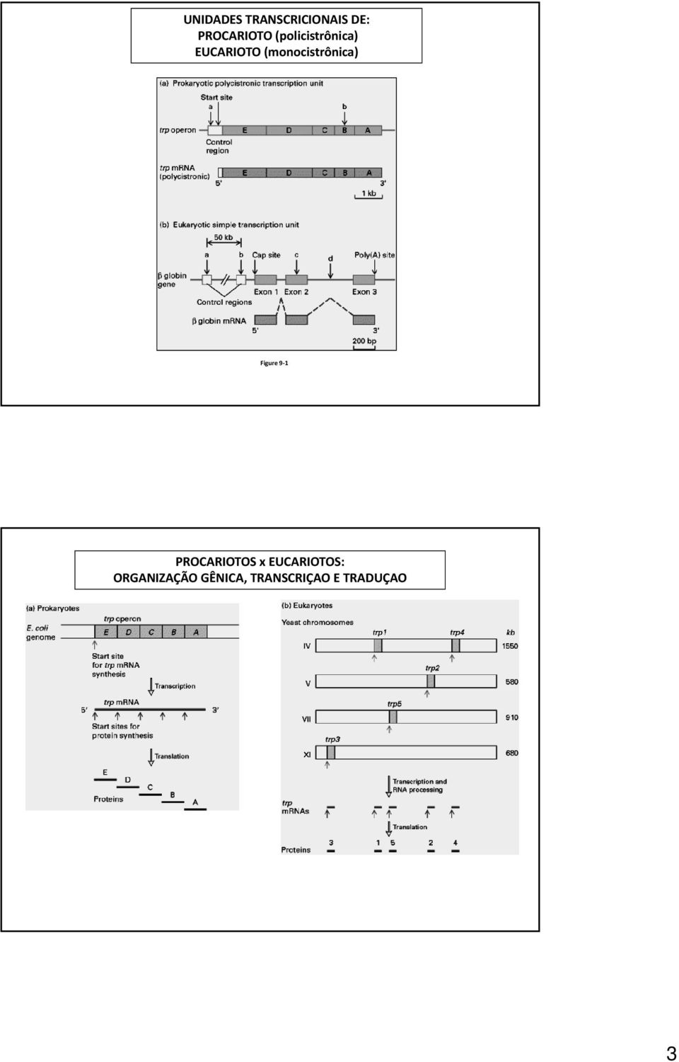 (monocistrônica) Figure 9 1 PROCARIOTOS x