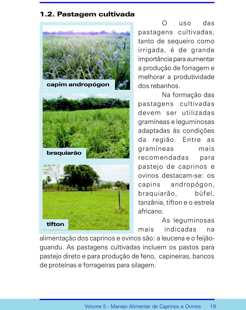 Entre as gramíneas mais braquiarão recomendadas para pastejo de caprinos e ovinos destacam-se: os capins andropógon, braquiarão, búfel, tanzânia, tifton e o estrela africano.