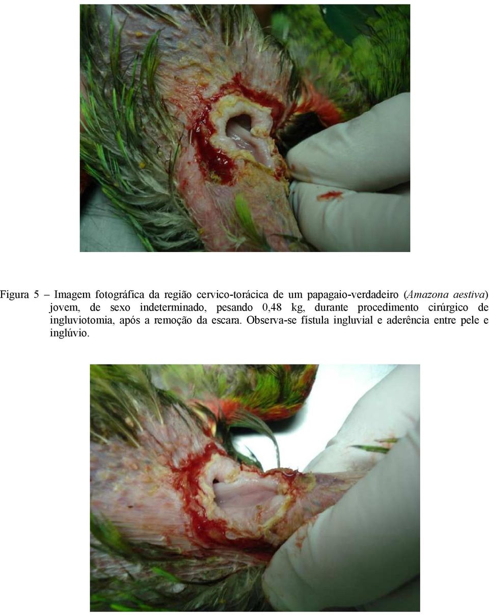 pesando 0,48 kg, durante procedimento cirúrgico de ingluviotomia, após