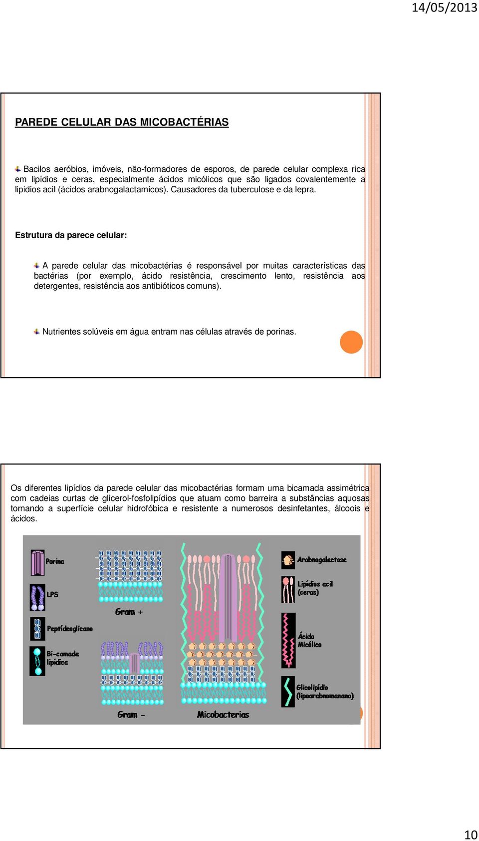 Estrutura da parece celular: A parede celular das micobactérias é responsável por muitas características das bactérias (por exemplo, ácido resistência, crescimento lento, resistência aos detergentes,