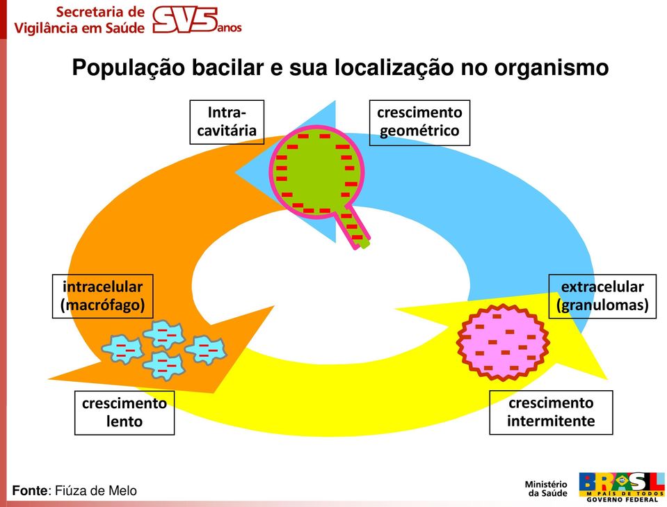 (macrófago) extracelular (granulomas) crescimento