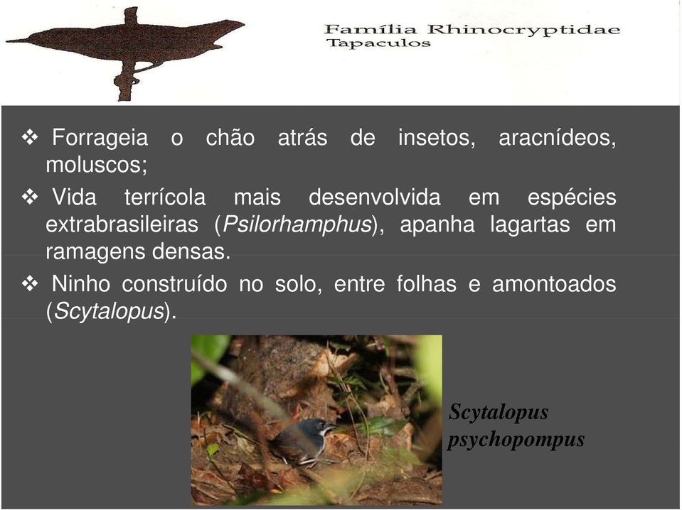 (Psilorhamphus), apanha lagartas em ramagens densas.
