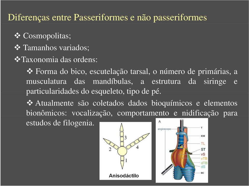 a estrutura da siringe e particularidades do esqueleto, tipo de pé.