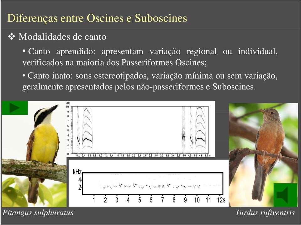 Oscines; Canto inato: sons estereotipados, variação mínima ou sem variação,