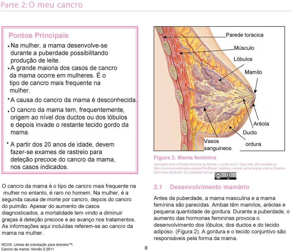 O cancro da mama tem, frequentemente, origem ao nível dos ductos ou dos lóbulos e depois invade o restante tecido gordo da mama.