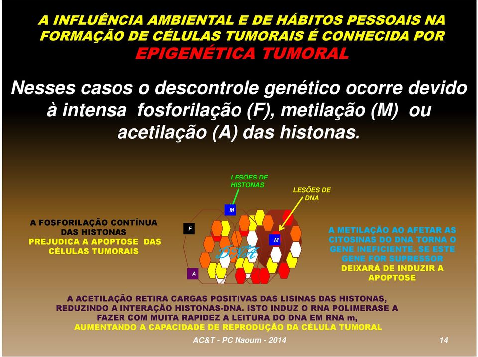 LESÕES DE HISTONAS LESÕES DE DNA M A FOSFORILAÇÃO CONTÍNUA DAS HISTONAS PREJUDICA A APOPTOSE DAS CÉLULAS TUMORAIS F A DNA M A METILAÇÃO AO AFETAR AS CITOSINAS DO DNA TORNA O GENE