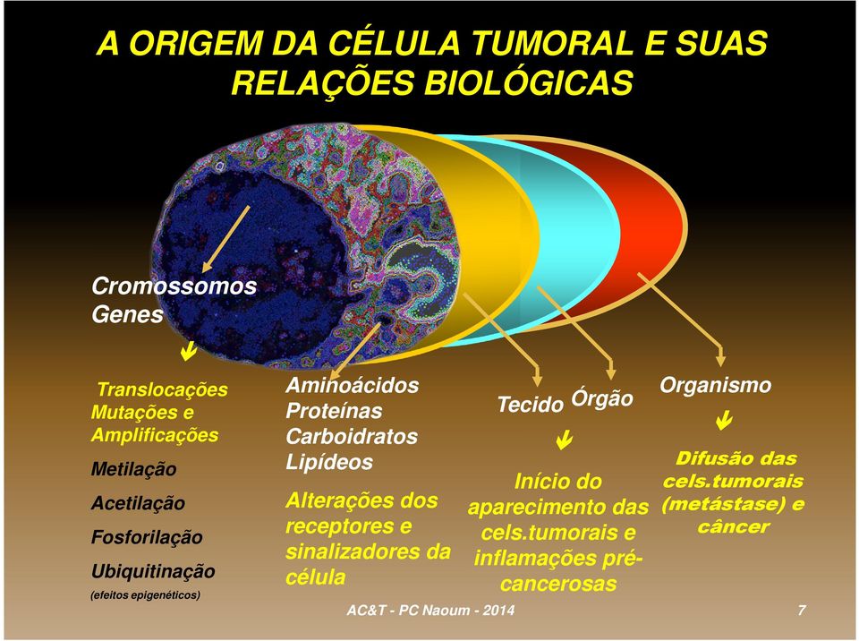 Lipídeos Alterações dos receptores e sinalizadores da célula Tecido Órgão Início do aparecimento das cels.