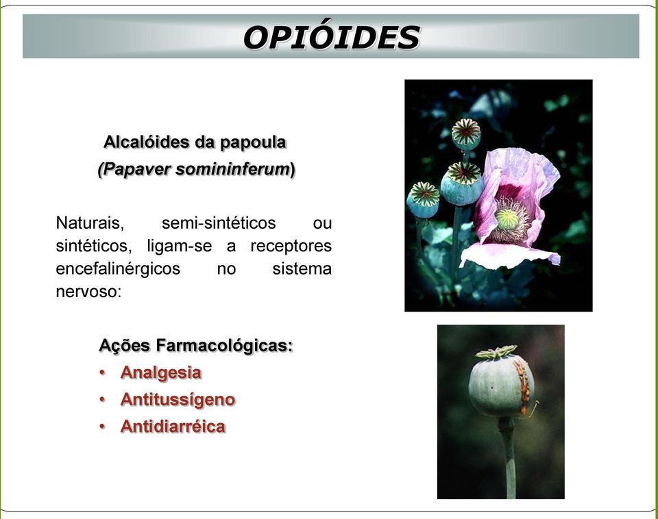 receptores encefalinérgicos no sistema nervoso: Ações