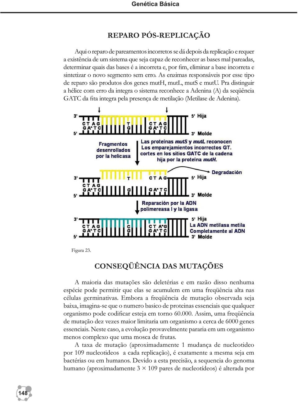 As enzimas responsáveis por esse tipo de reparo são produtos dos genes muth, mutl, muts e mutu.