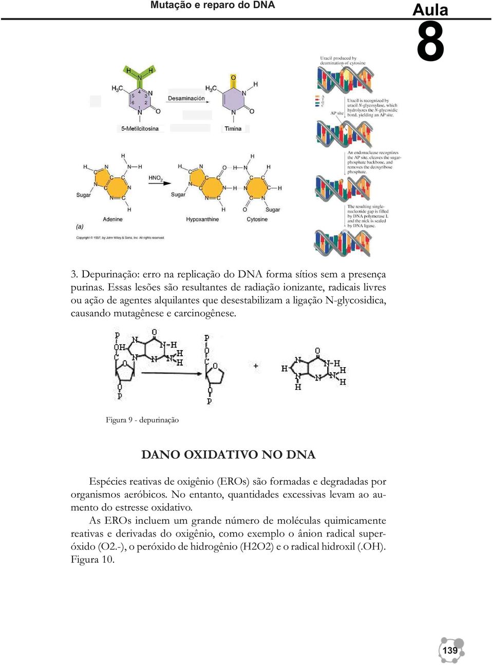 Figura 9 - depurinação DANO OXIDATIVO NO DNA Espécies reativas de oxigênio (EROs) são formadas e degradadas por organismos aeróbicos.