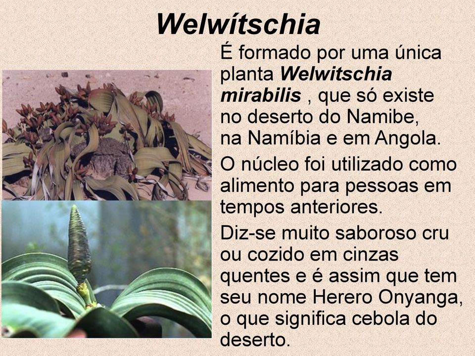 O núcleo foi utilizado como alimento para pessoas em tempos anteriores.