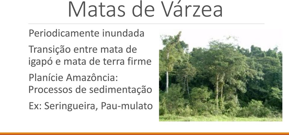 terra firme Planície Amazôncia: Processos