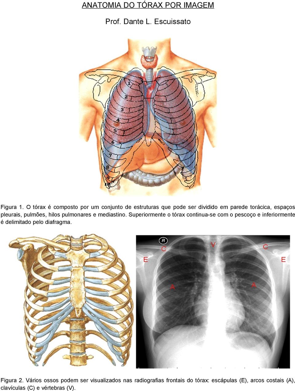 pulmões, hilos pulmonares e mediastino.