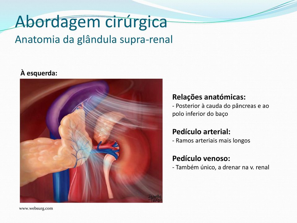 inferior do baço Pedículo arterial: - Ramos arteriais mais longos