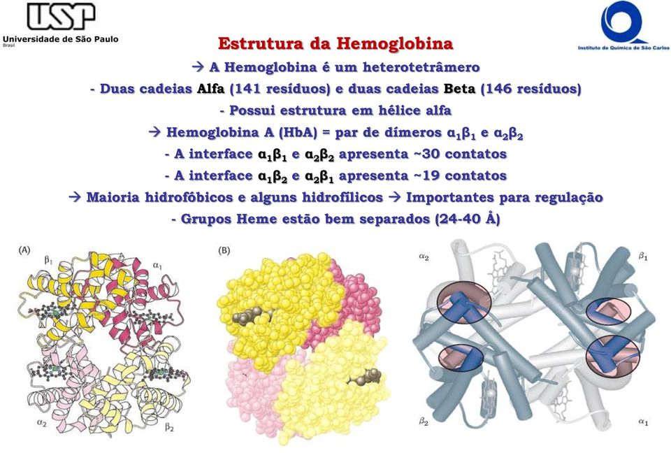 A interface α 1 β 1 e α 2 β 2 apresenta ~30 contatos - A interface α 1 β 2 e α 2 β 1 apresenta ~19 contatos