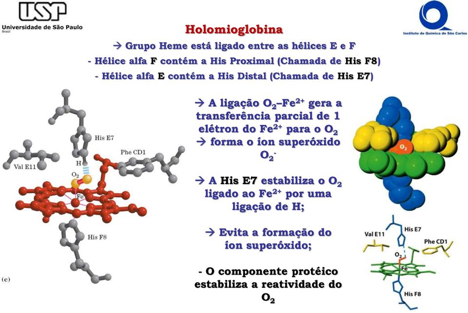 parcial de 1 elétron do Fe 2+ para o O 2 forma o íon superóxido O 2 - A His E7 estabiliza o O 2 ligado ao Fe