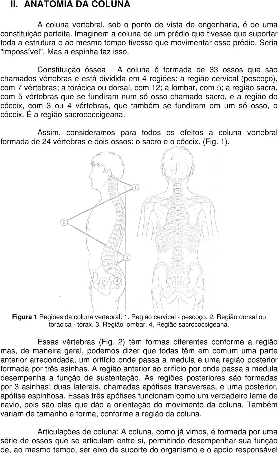 Constituição óssea - A coluna é formada de 33 ossos que são chamados vértebras e está dividida em 4 regiões: a região cervical (pescoço), com 7 vértebras; a torácica ou dorsal, com 12; a lombar, com