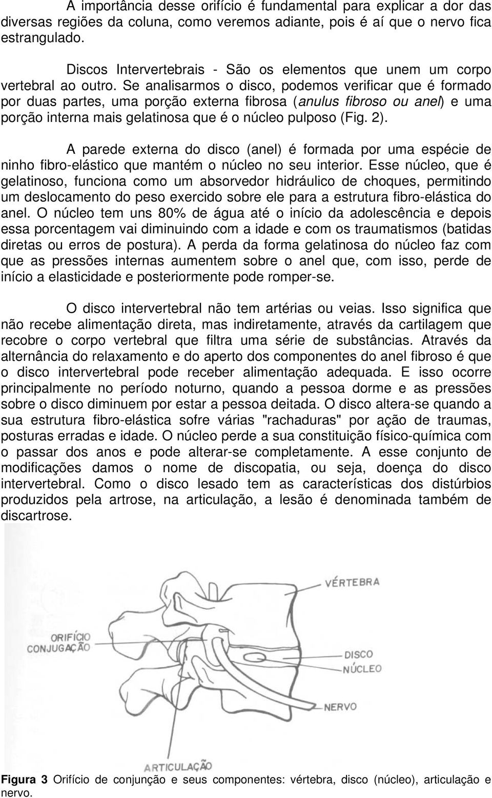 Se analisarmos o disco, podemos verificar que é formado por duas partes, uma porção externa fibrosa (anulus fibroso ou anel) e uma porção interna mais gelatinosa que é o núcleo pulposo (Fig. 2).