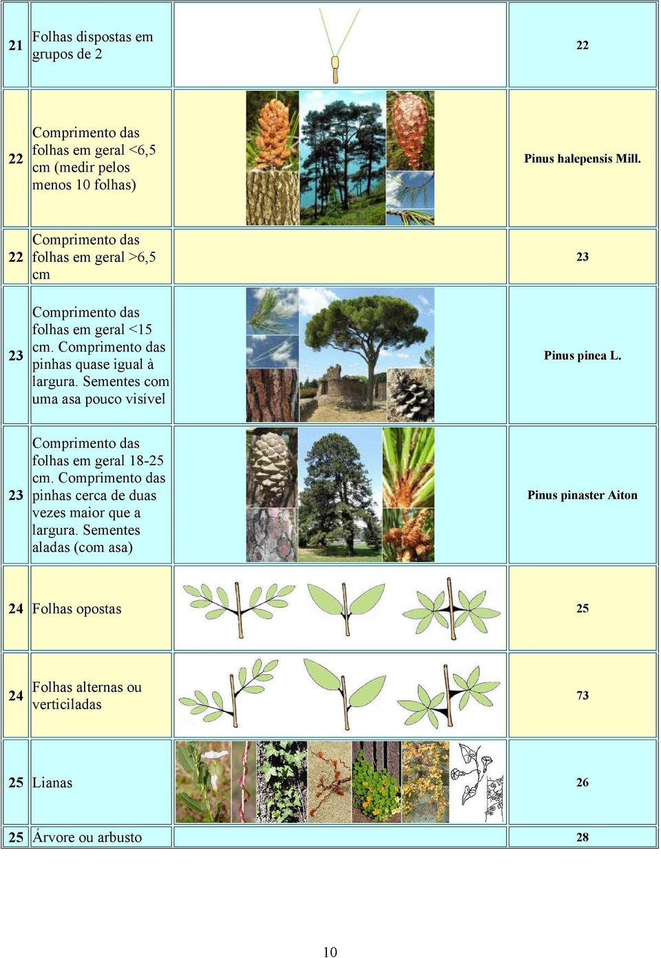 Sementes com uma asa pouco visível 23 Pinus pinea L. 23 Comprimento das folhas em geral 18-25 cm.