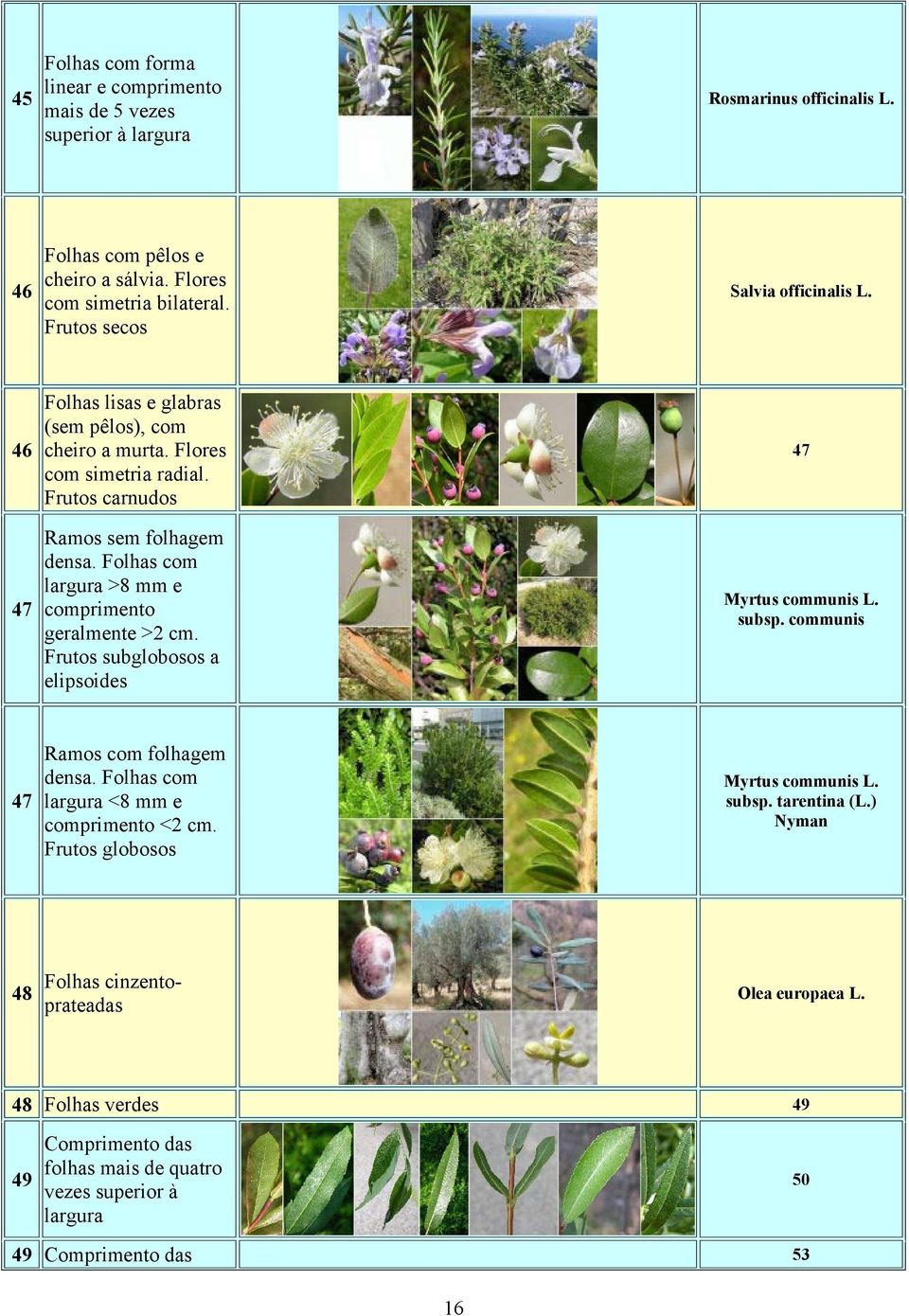 Folhas com largura >8 mm e comprimento geralmente >2 cm. Frutos subglobosos a elipsoides 47 Myrtus communis L. subsp. communis 47 Ramos com folhagem densa.