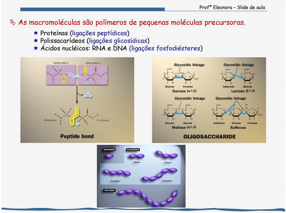 Proteínas (ligações peptídicas) Polissacarídeos