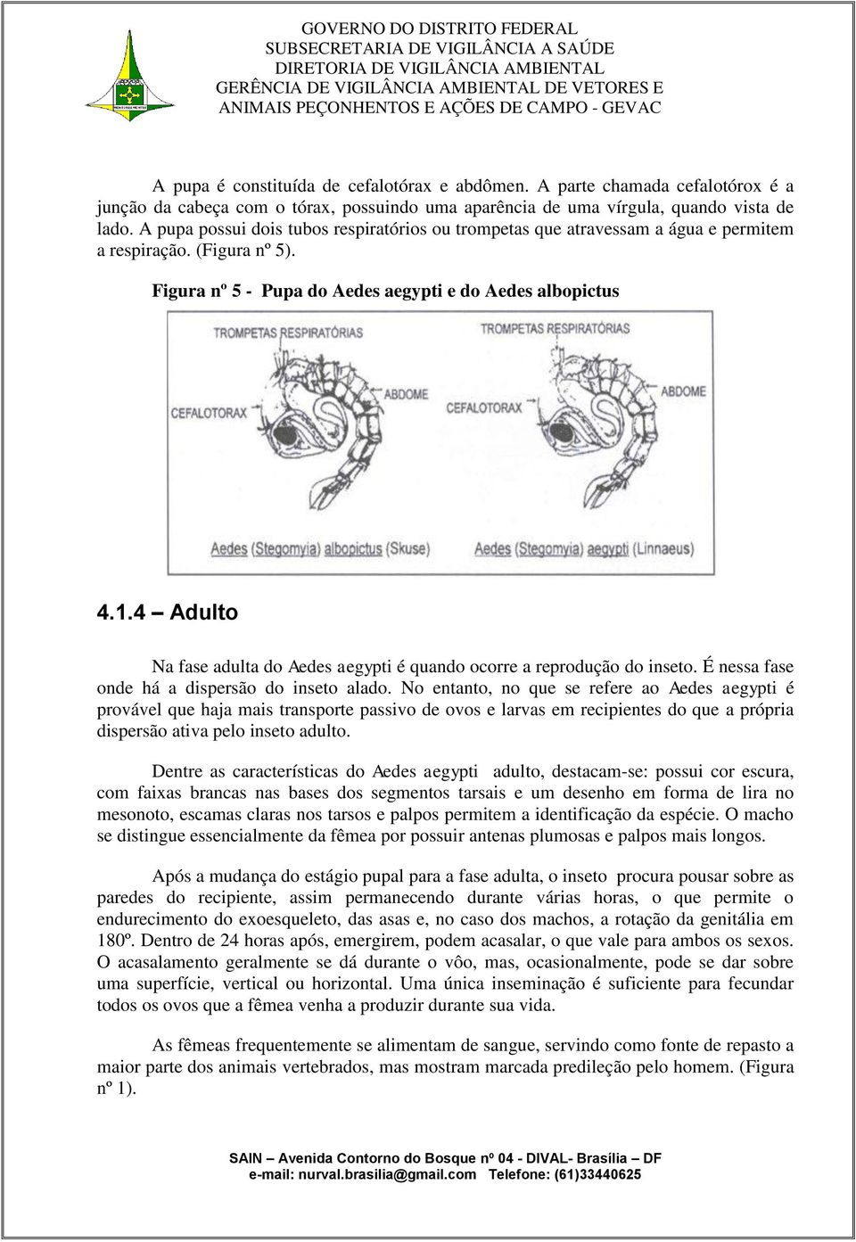 4 Adulto Na fase adulta do Aedes aegypti é quando ocorre a reprodução do inseto. É nessa fase onde há a dispersão do inseto alado.