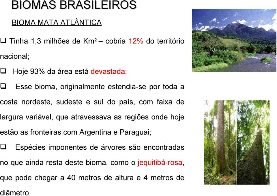 variável, que atravessava as regiões onde hoje estão as fronteiras com Argentina e Paraguai; Espécies imponentes de árvores